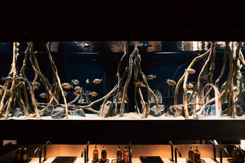 Mayfair Piranha Aquarium