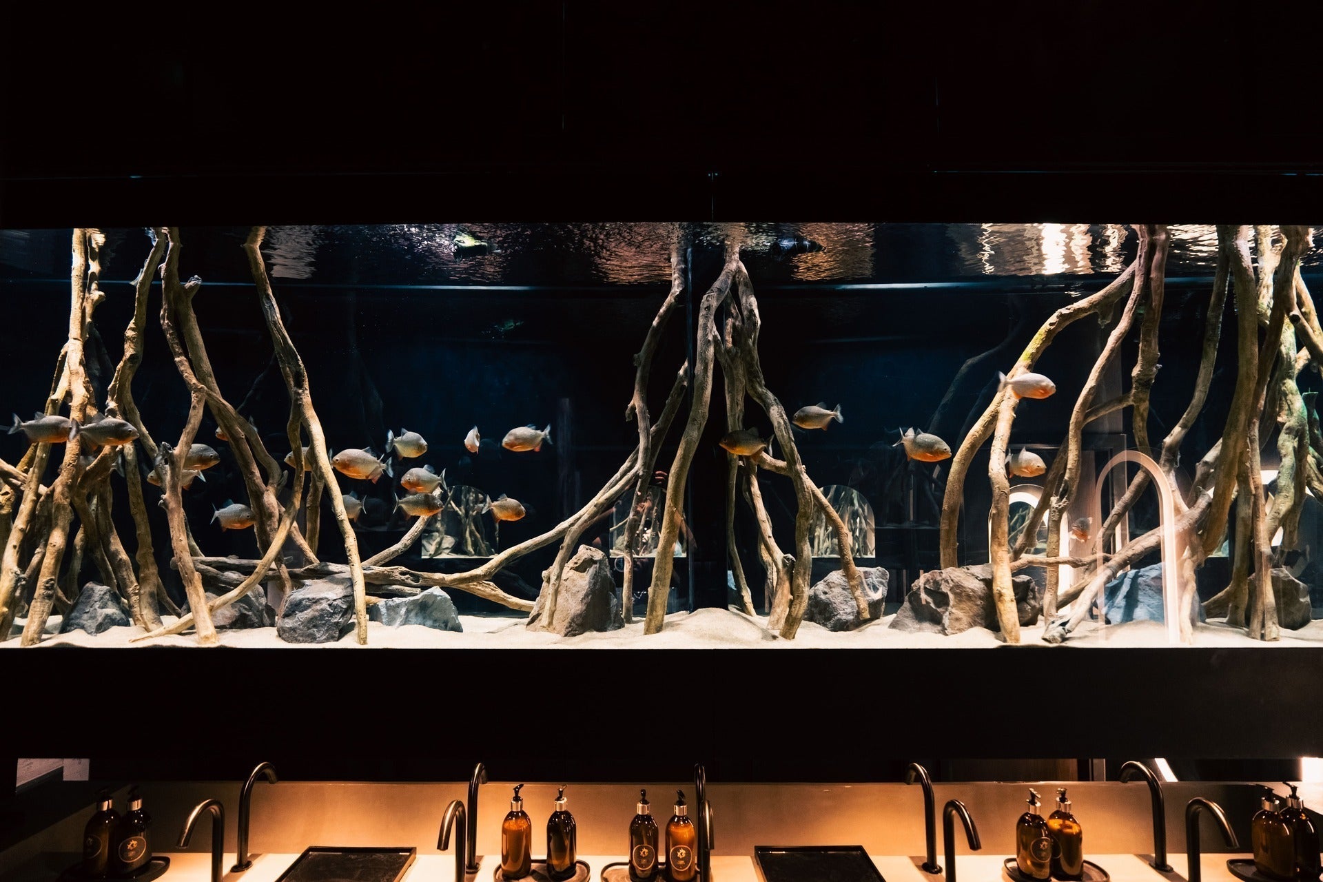 Mayfair Piranha Aquarium