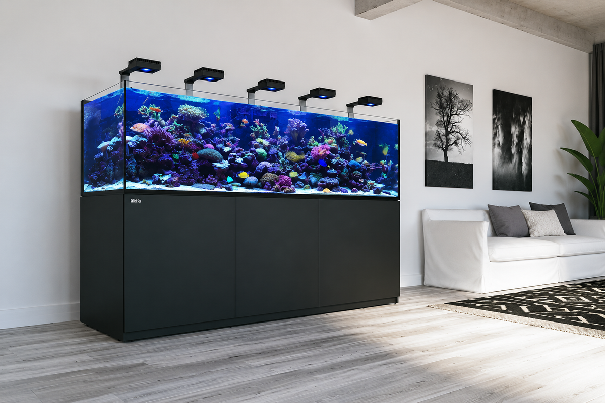 Discover Red Sea Aquatics: Innovation for Reef Enthusiasts