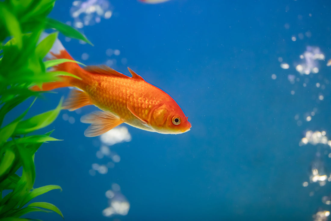 Features: Setting up your first Goldfish Tank