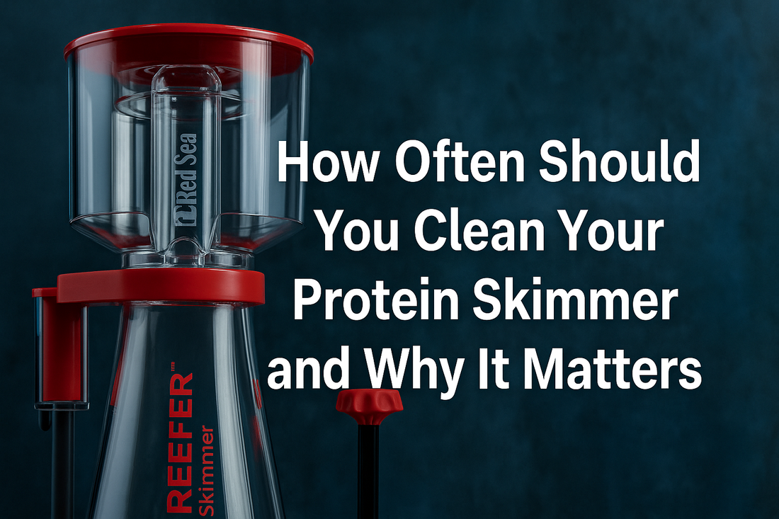 How Often Should You Clean Your Protein Skimmer and Why It Matters