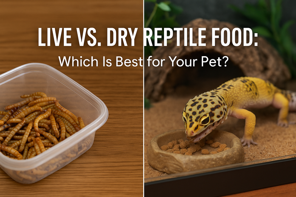 Live vs. Dry Reptile Food: Which Is Best for Your Pet?
