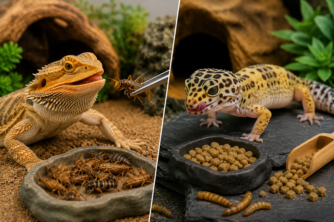 Live vs. Dry Reptile Food: Which Is Best for Your Pet?