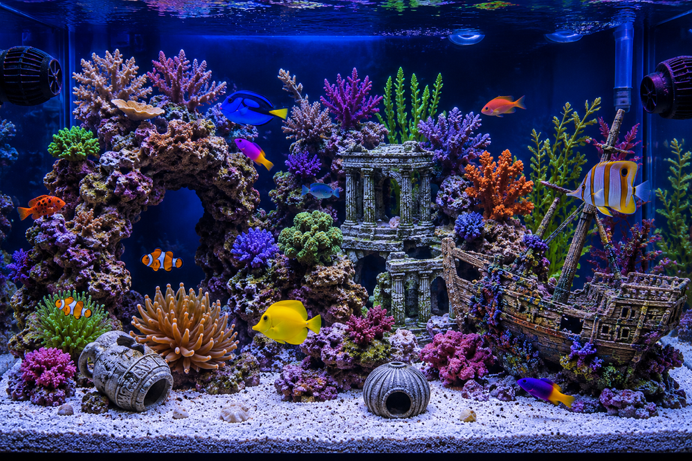Marine Aquarium Decoration Explained: A Complete Guide to Aquascaping, Rockwork and Creating a Natural Reef Environment