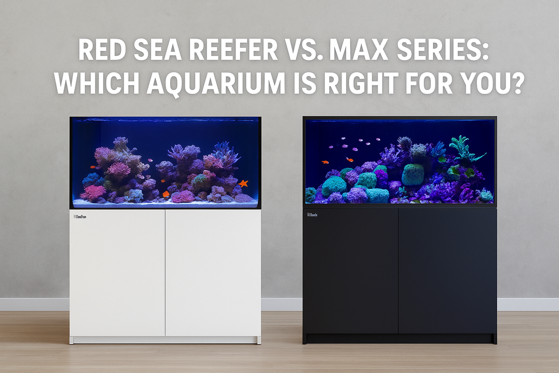 Red Sea Reefer vs. Max Series: Which Aquarium Is Right for You?