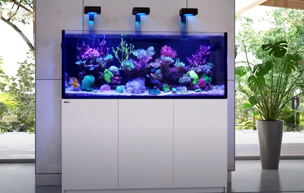 Project Reefer - Building our dream Red Sea Reefer - Part 1 - Charterhouse TV