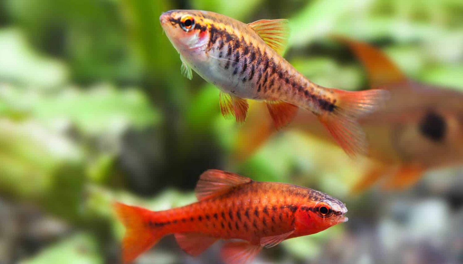 The 10 Best Fish for your first Tropical Aquarium – Charterhouse Aquatics