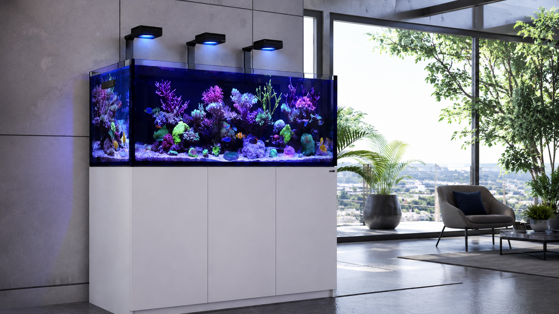 The Ultimate Guide to Choosing the Right Red Sea Aquarium for Your Home or Office