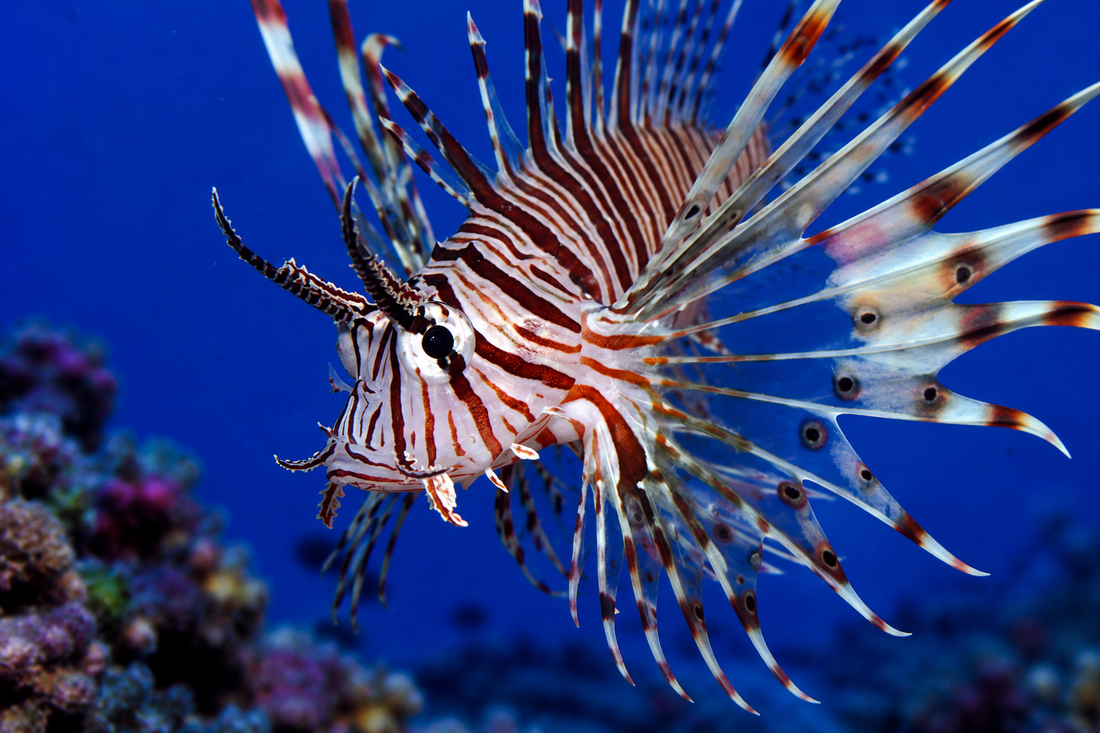 The Wonders of Saltwater Fish: A Guide to Species Selection