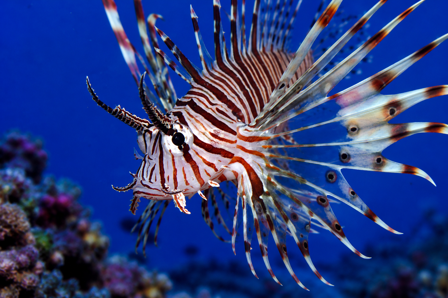 The Wonders of Saltwater Fish: A Guide to Species Selection