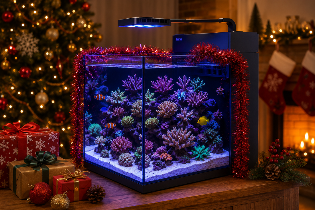 Top 10 Must-Have Christmas Gifts for Aquarium Enthusiasts from Charterhouse Aquatics