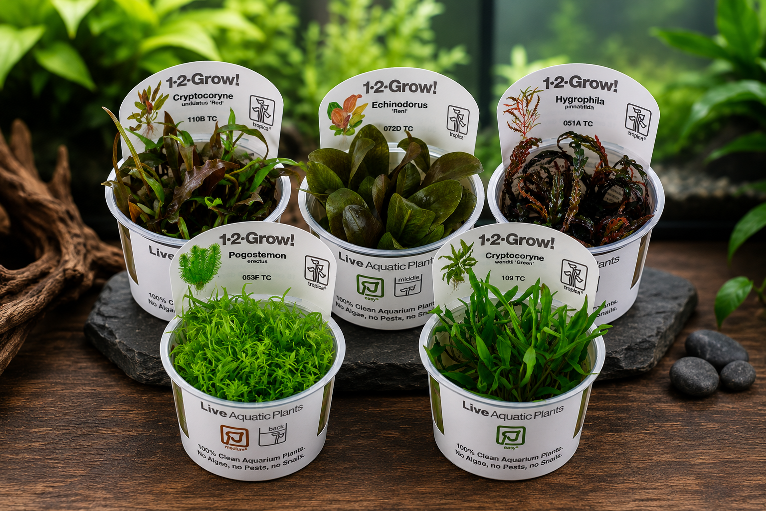 Transform Your Tank with Tropica Aquarium Live Plants