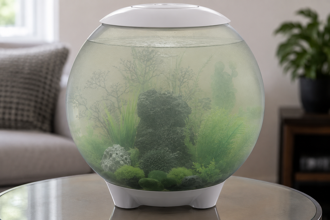 Troubleshooting Cloudy Water in Your biOrb Aquarium