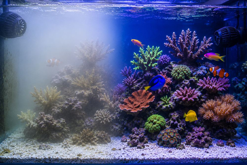 Troubleshooting Marine Salt Problems: Cloudy Water, Alkalinity Swings & More