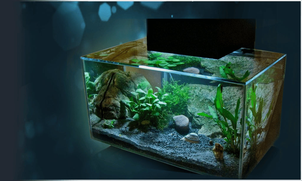 The Ultimate Guide to Fluval Aquariums: Quality, Innovation, and Design