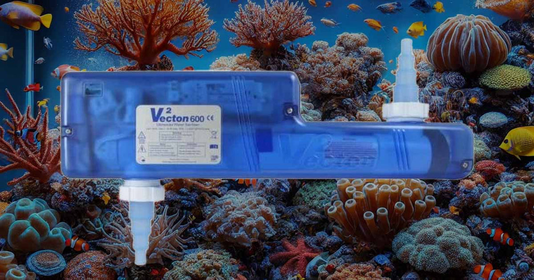 Features: How an aquarium UV steriliser can benefit your tank