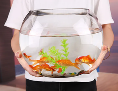 The Ultimate Guide to Your First Fish Tank