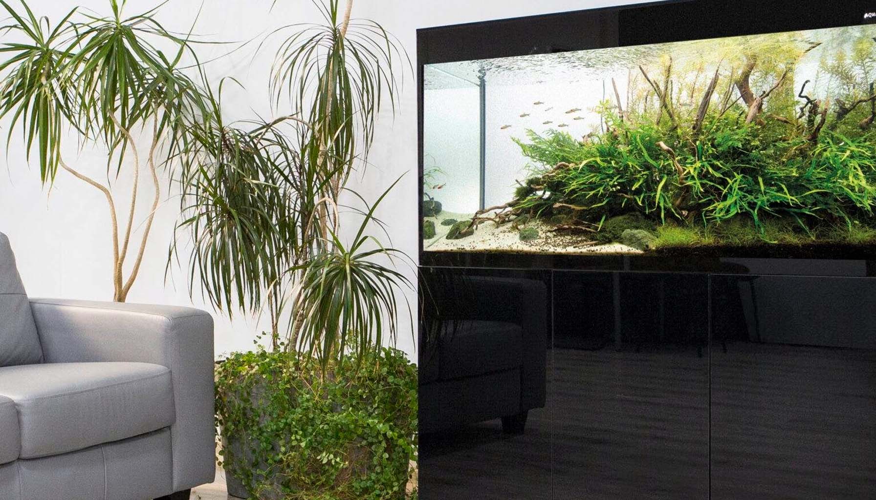 Discover the Sleek Elegance of Aquael Glossy ST Aquariums ...