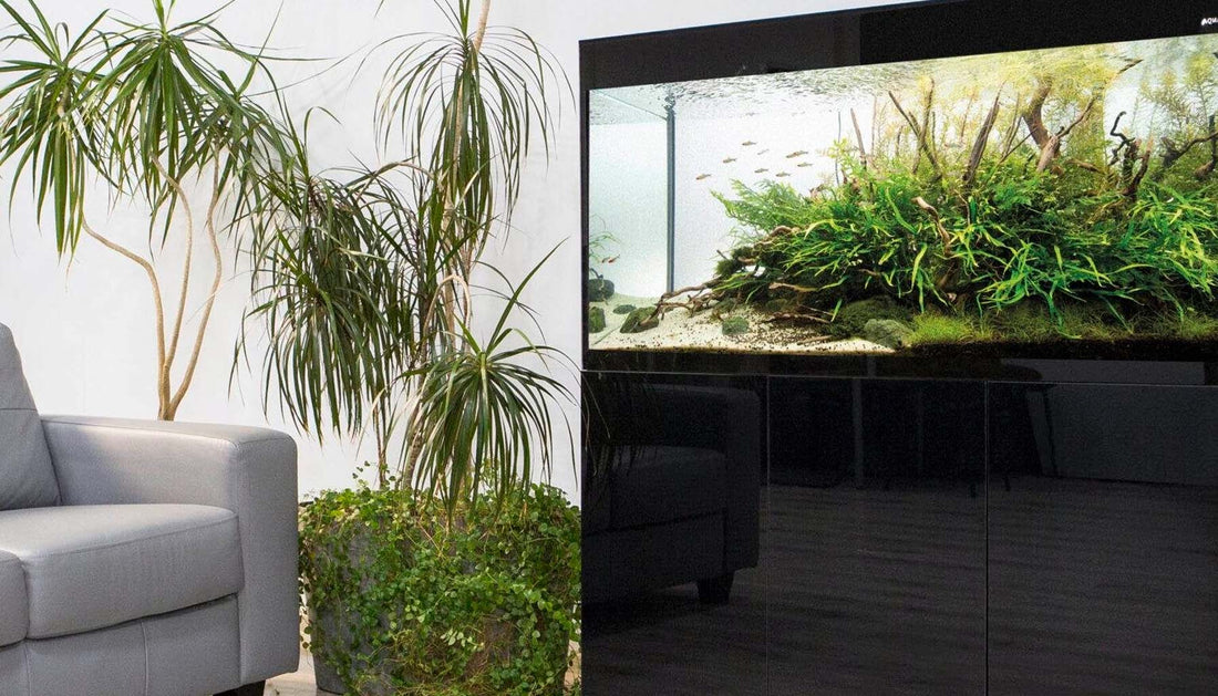 Discover the Sleek Elegance of Aquael Glossy ST Aquariums