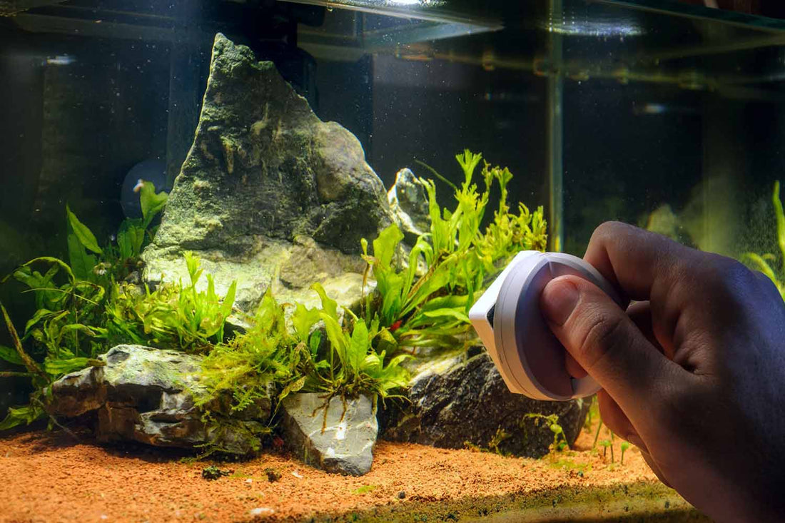 A Complete Guide to Cleaning Your Aquarium