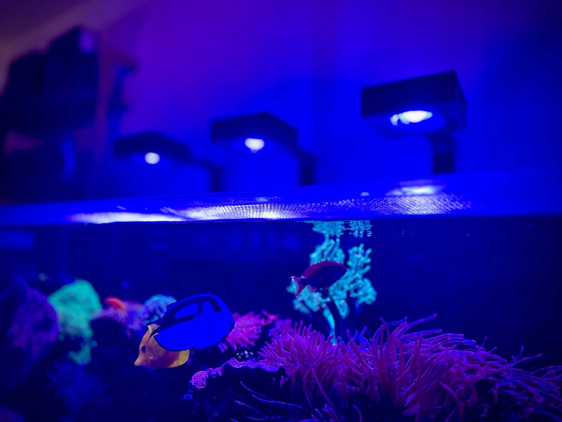 A Comprehensive Guide on Reef Aquarium Lighting