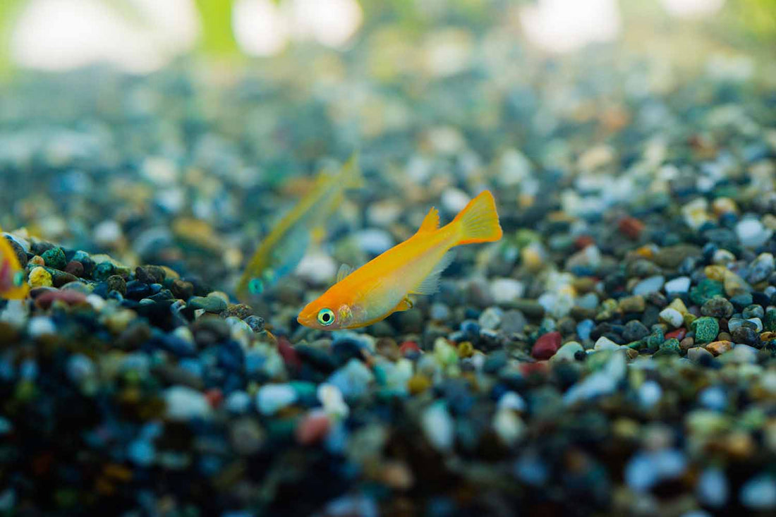 A Complete Guide to Aquarium Substrates