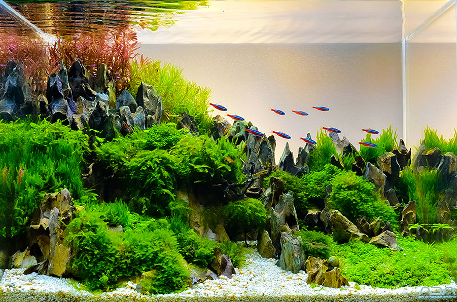 Aquascaping Tips: Designing Setups in Freshwater Aquariums