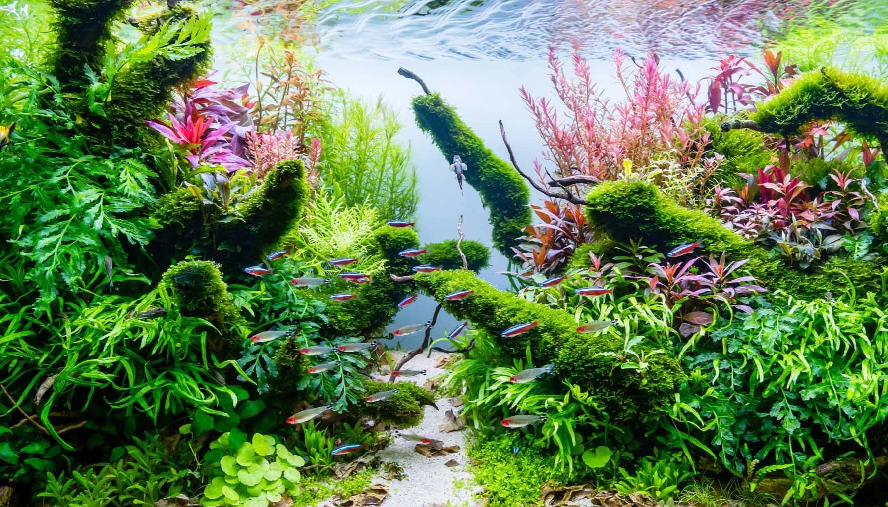 Transform Your Tank with Tropica Aquarium Live Plants – Charterhouse ...