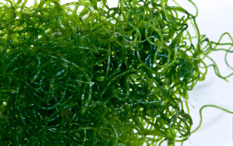 Saltwater Aquarium Algae Reactors: Essential Tools for a Healthy Reef Tank