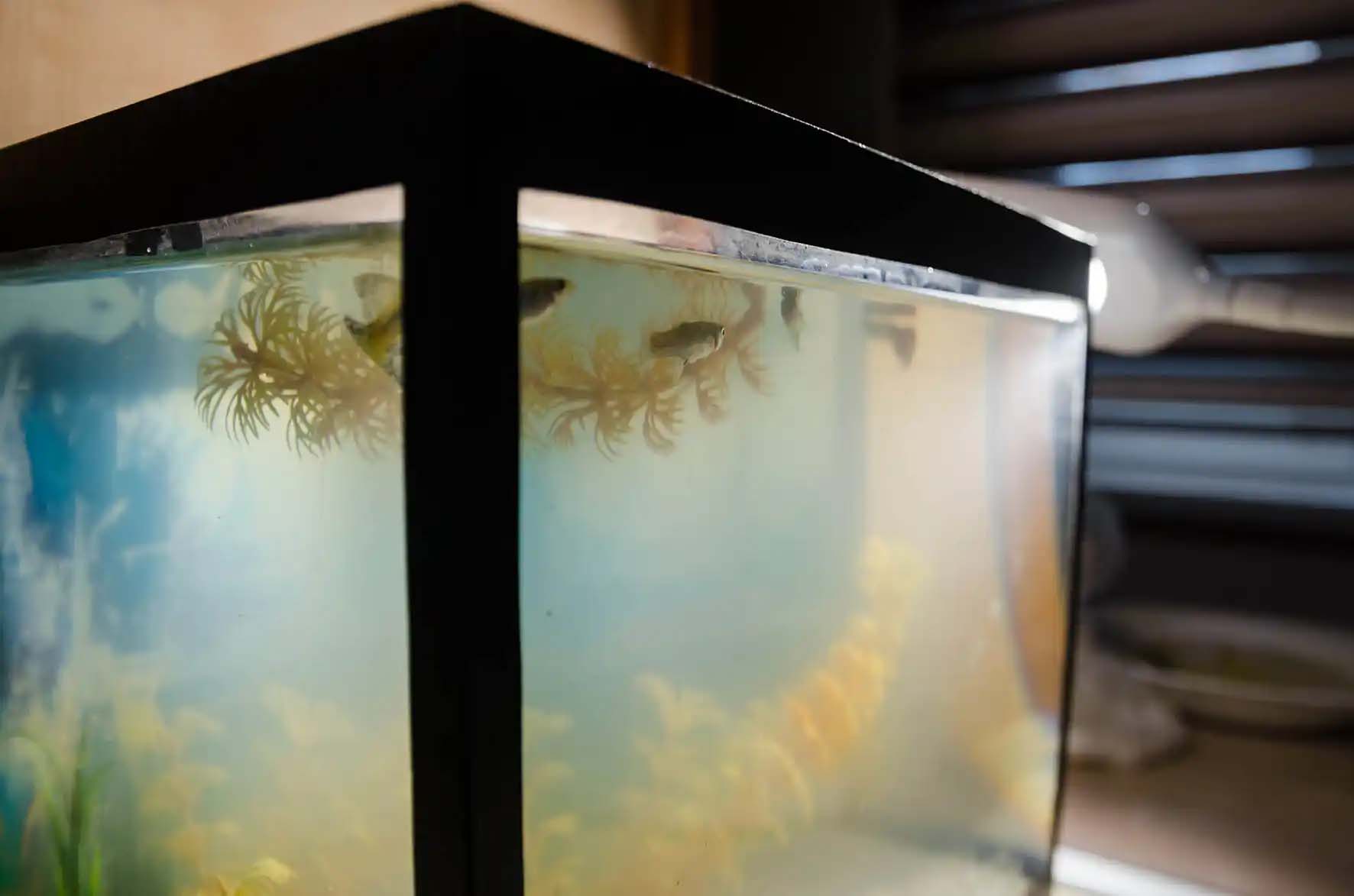 Clearing the Haze: Understanding and Fixing Cloudy Aquarium Water