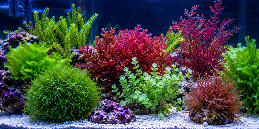 Macro Algae Explained: The Complete Guide to Keeping Macro Algae in a Reef Aquarium