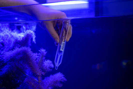 Troubleshooting Salinity Issues in Your Marine Tank