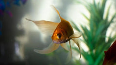 Essential Tips: Avoid These 10 Common Aquarium Mistakes for Beginners