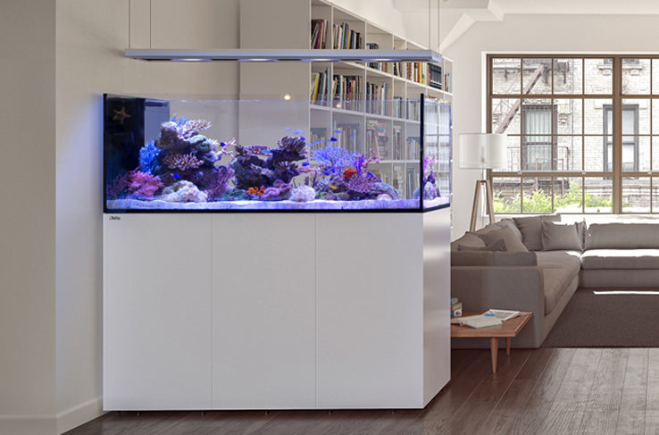 A Comprehensive Guide to Aquarium Placement