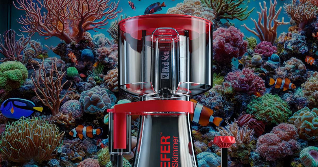 Features: How an Aquarium Protein Skimmer Can Benefit Your Tank