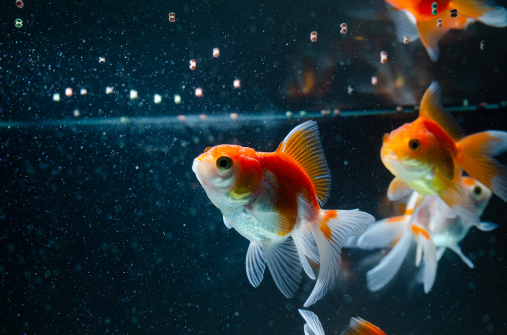 Fish Feeding Tips: How, How Much, and How Often?