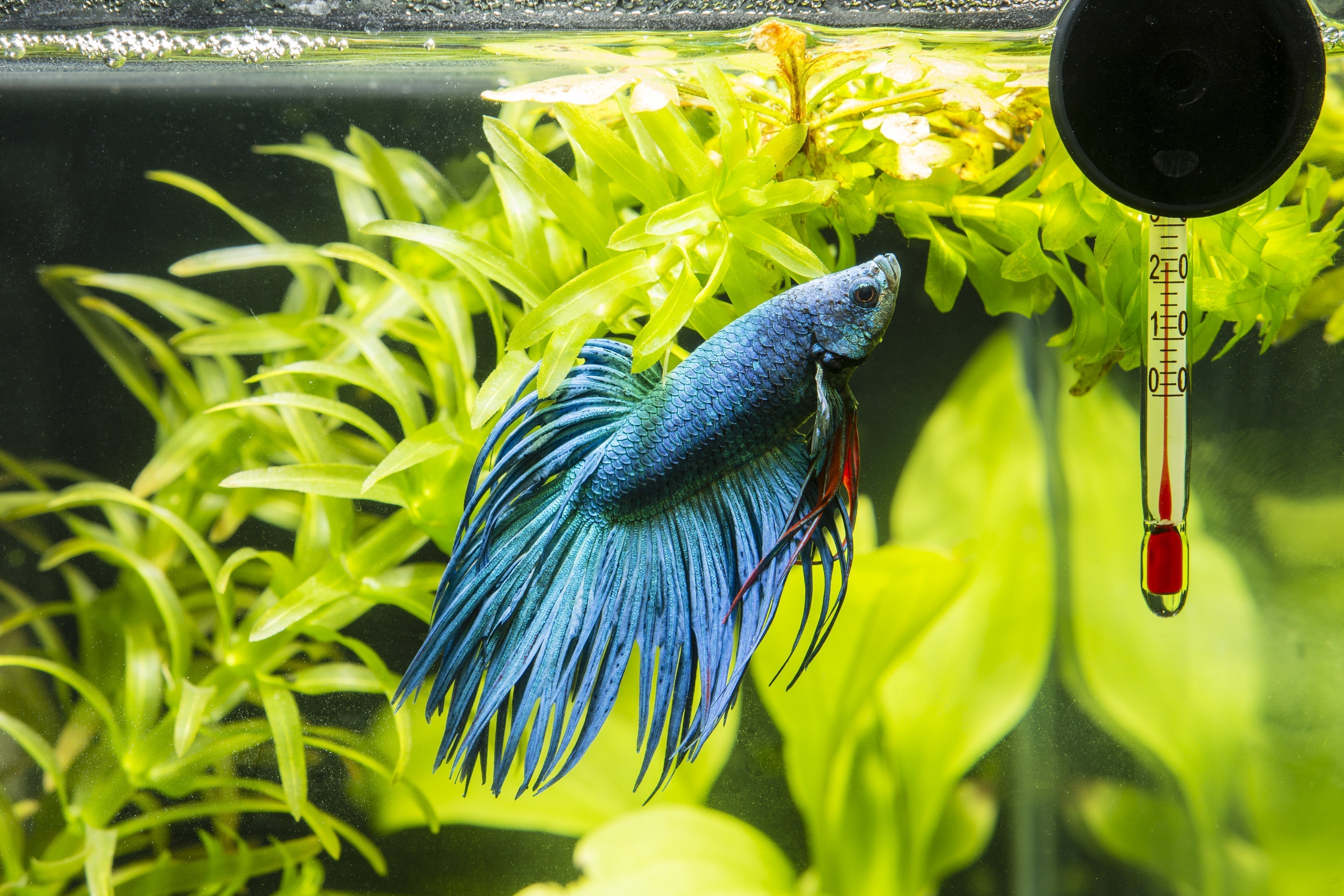 How High Temperatures Affect Fish: Signs, Risks & Prevention ...