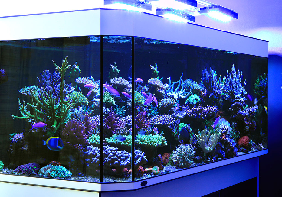 Illuminate Your Reef: Exploring Aqua Illumination LED Lighting for Aquariums