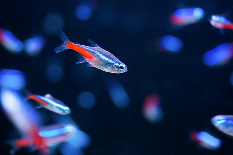Adding New Fish to Your Aquarium: A Beginner's Guide