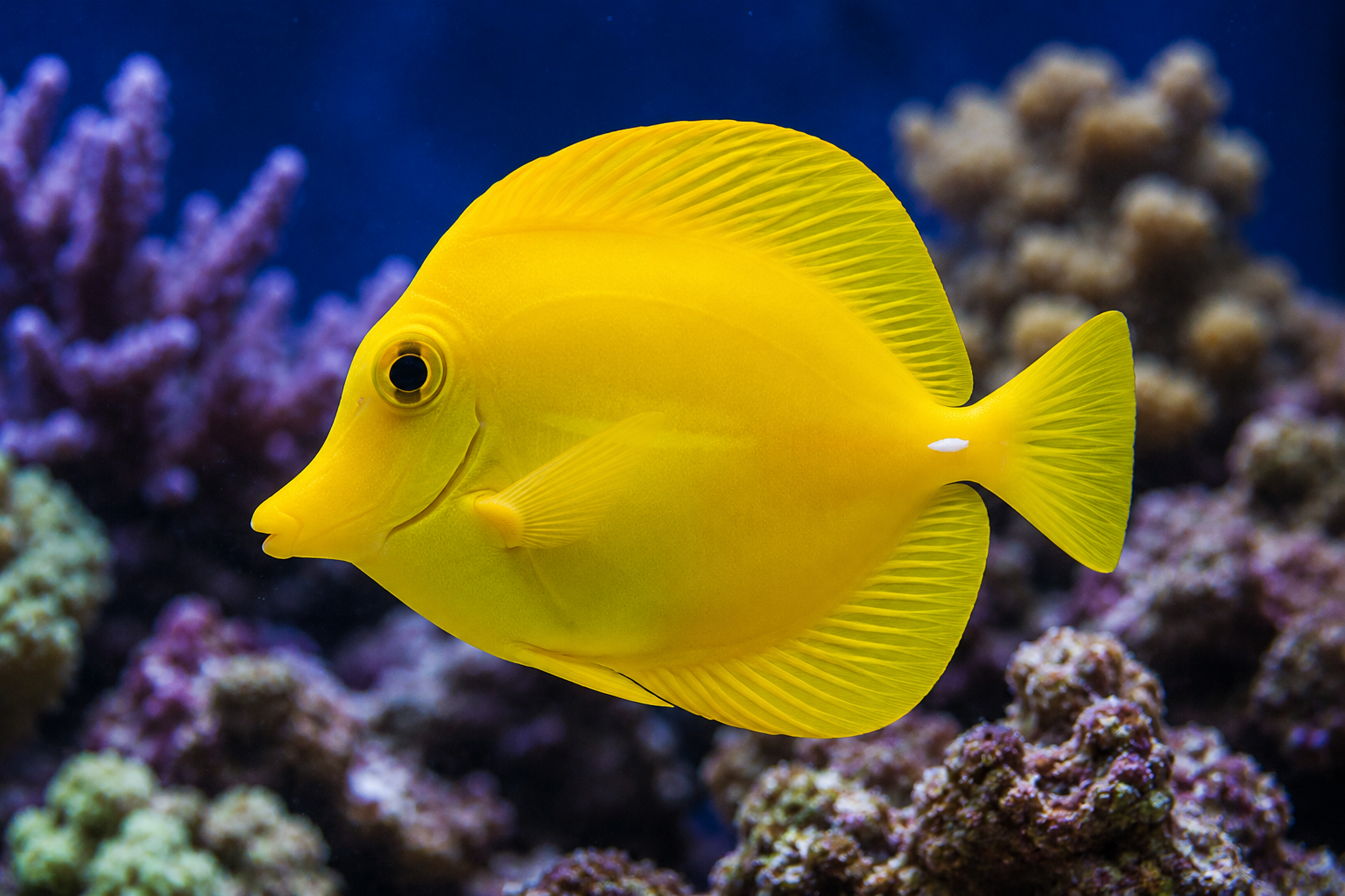 10 Best Algae Eating Fish For Saltwater Fish Tanks