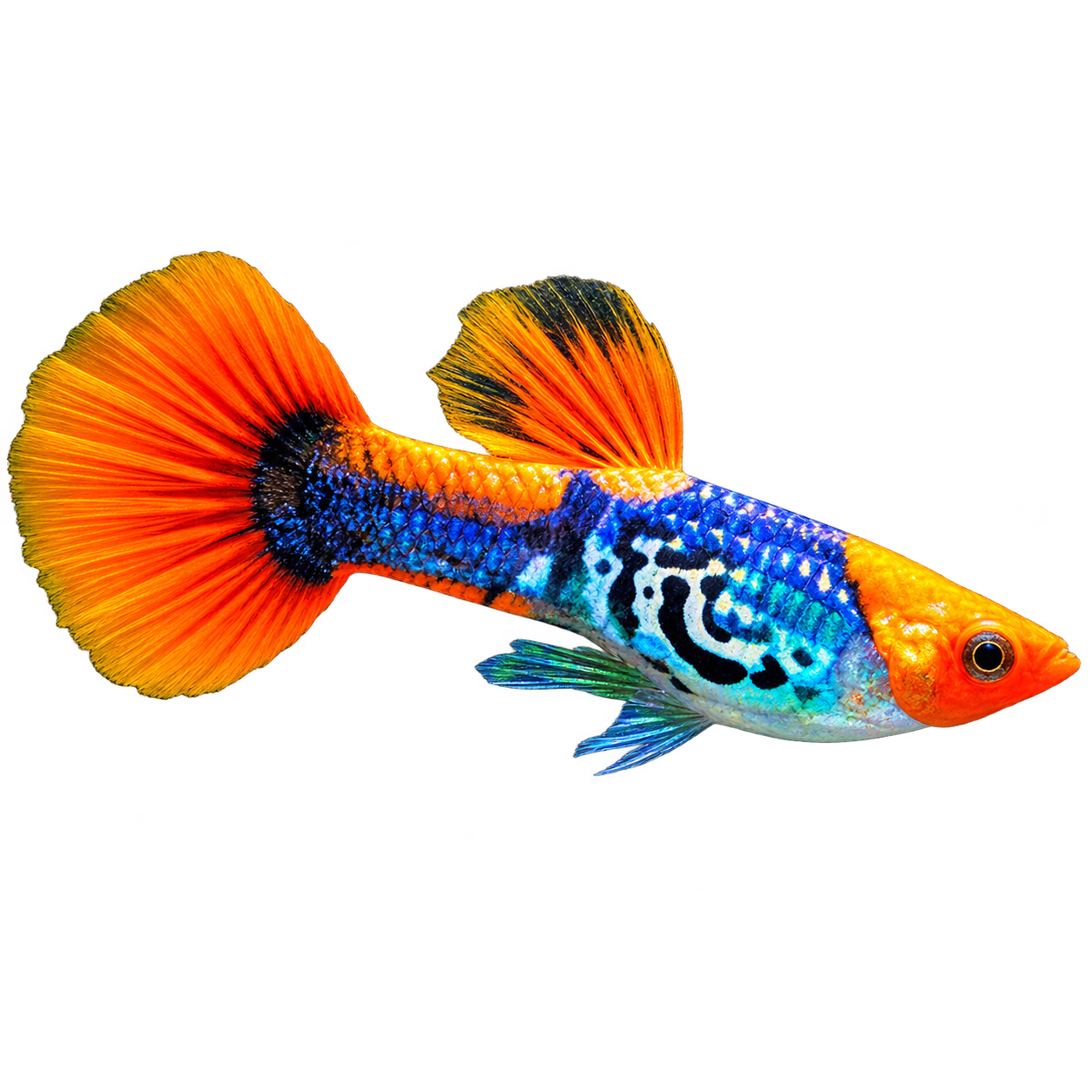 Temperate Fish