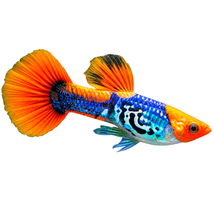 Temperate Fish