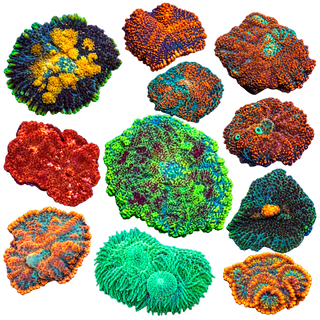 WYSIWYG Soft Corals