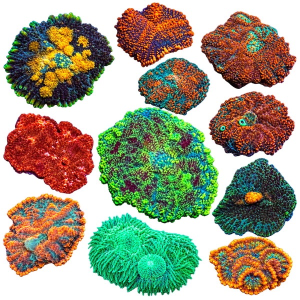WYSIWYG Soft Corals