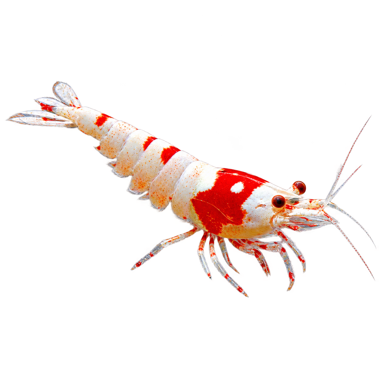 Shrimp