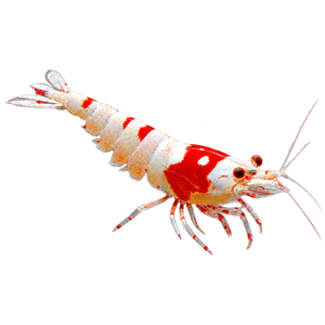 Shrimp
