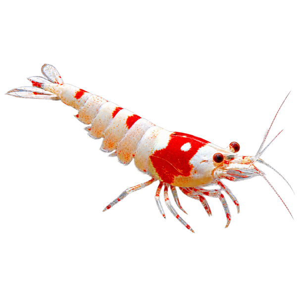 Shrimp