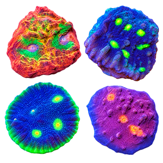 Frag Packs