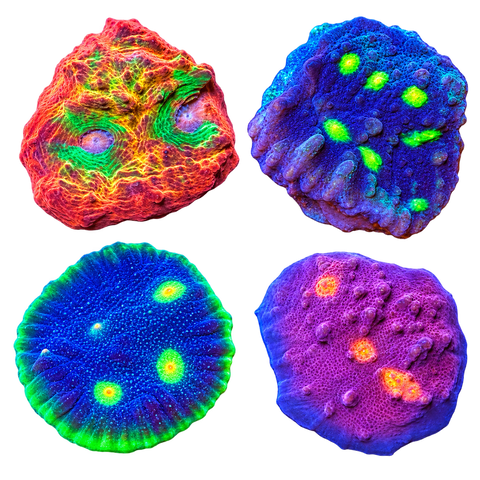 Frag Packs
