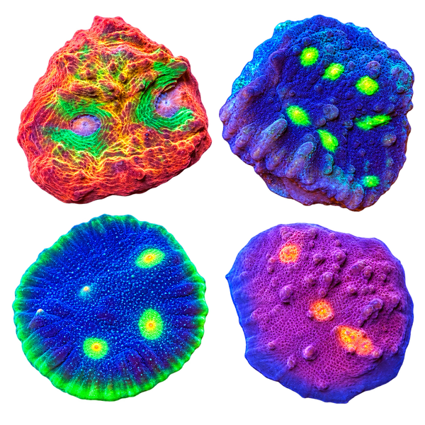 Frag Packs